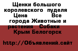 Щенки большого (королевского) пуделя › Цена ­ 25 000 - Все города Животные и растения » Собаки   . Крым,Белогорск